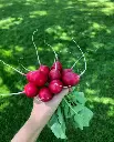 WCS Radishes - Rover F1