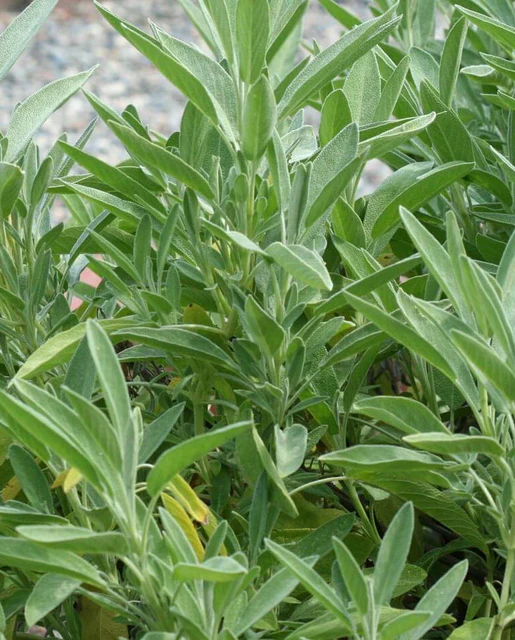 WCS Sage - Ceres Certified Organic