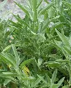 WCS Sage - Ceres Certified Organic