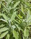 WCS Sage - Ceres Certified Organic