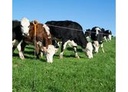 Gallagher Ring Top Electric Fence Step In Post
