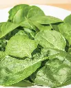 WCS Spinach - Yukon