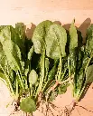 WCS Spinach - Yukon