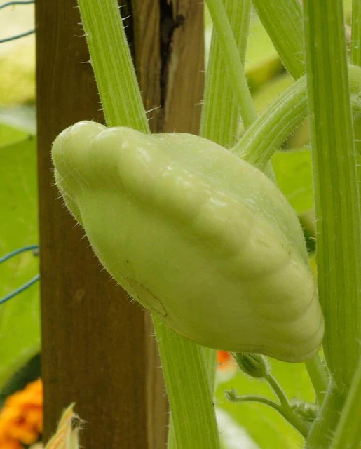 WCS Squash - Pattypan Bennings Green Tint