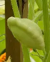 WCS Squash - Pattypan Bennings Green Tint