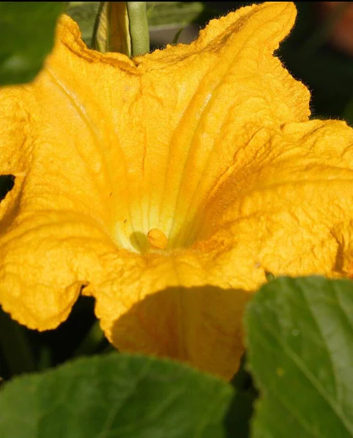 WCS Squash - Pattypan Bennings Green Tint