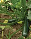 WCS Squash - Zucchini Black Beauty