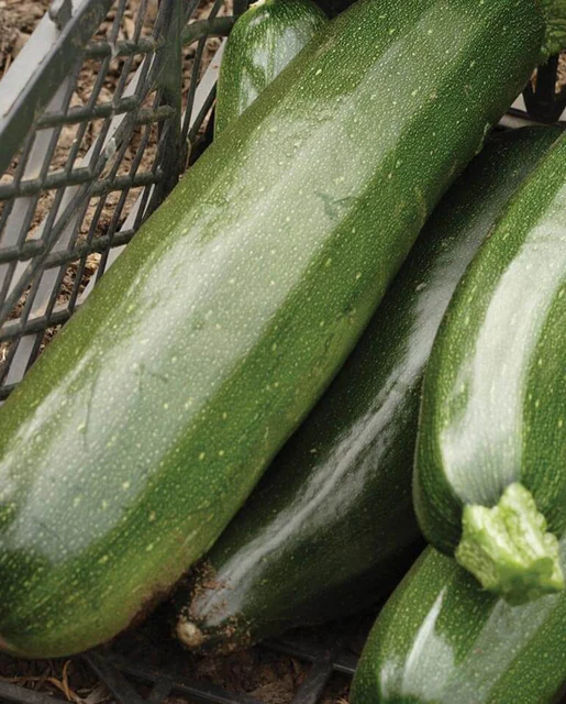 WCS Squash - Zucchini Black Beauty