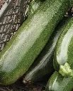 WCS Squash - Zucchini Black Beauty