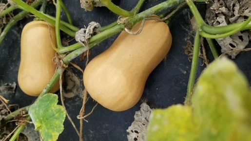 WCS Squash - Butterbaby F1 Certified Organic
