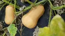 WCS Squash - Butterbaby F1 Certified Organic