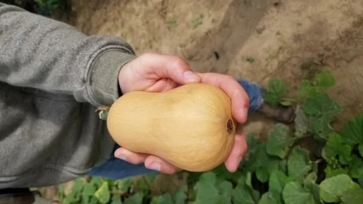 WCS Squash - Butterbaby F1 Certified Organic