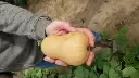 WCS Squash - Butterbaby F1 Certified Organic