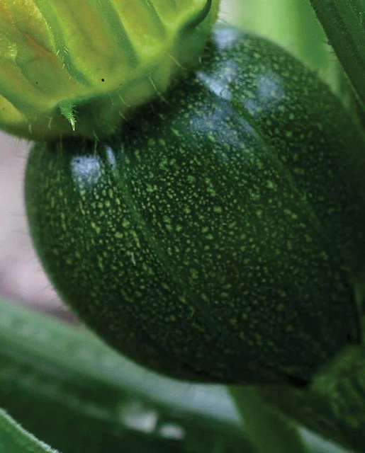 WCS Squash - Zucchini Eight Ball 