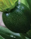 WCS Squash - Zucchini Eight Ball 