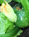 WCS Squash - Zucchini Eight Ball 