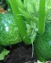 WCS Squash - Zucchini Eight Ball 