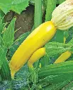 WCS Squash - Goldy Certified Organic
