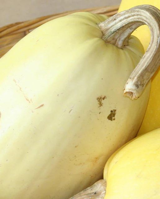 WCS Squash - Spaghetti Squash