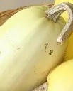WCS Squash - Spaghetti Squash