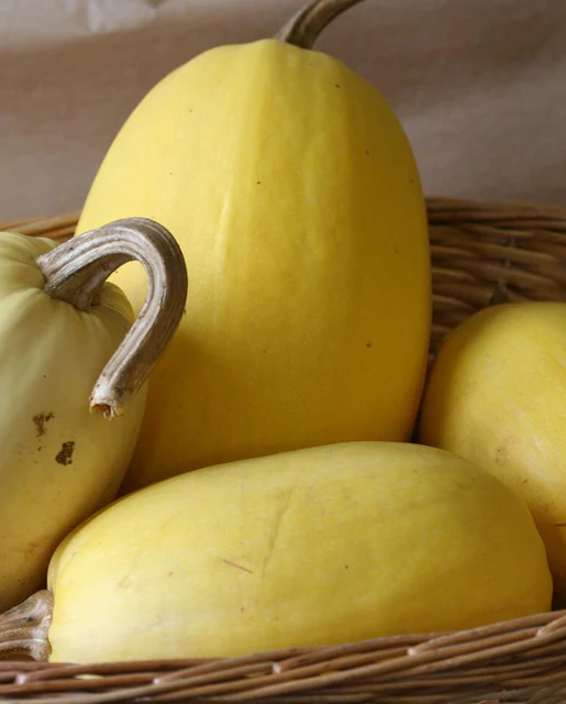 WCS Squash - Spaghetti Squash