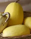 WCS Squash - Spaghetti Squash