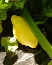 WCS Squash - Pattypan Sunburst