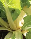 WCS Swiss Chard - Fordhook Giant