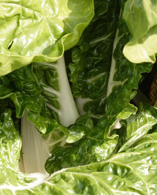 WCS Swiss Chard - Fordhook Giant