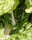 WCS Swiss Chard - Fordhook Giant