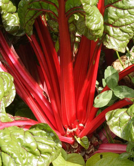WCS Swiss Chard - Rhubarb Chard