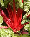 WCS Swiss Chard - Rhubarb Chard
