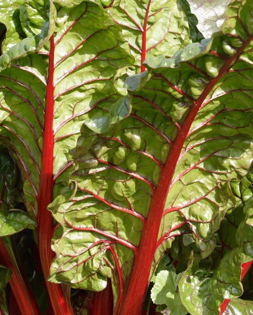 WCS Swiss Chard - Rhubarb Chard