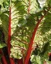 WCS Swiss Chard - Rhubarb Chard