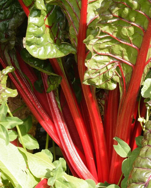 WCS Swiss Chard - Rhubarb Chard