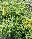 WCS Herbs - Tarragon Mexican Certified Organic