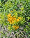 WCS Herbs - Tarragon Mexican Certified Organic