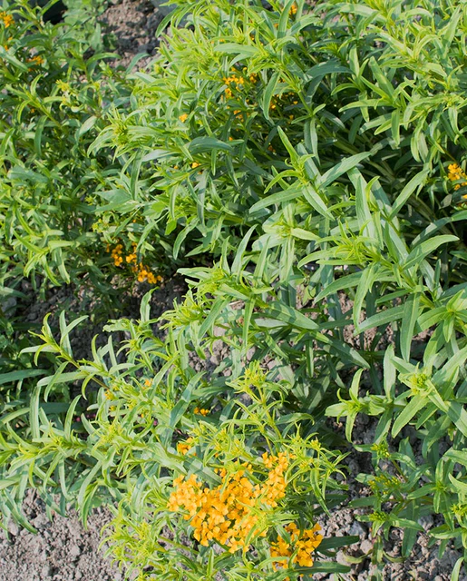 WCS Herbs - Tarragon Mexican Certified Organic