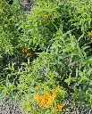 WCS Herbs - Tarragon Mexican Certified Organic