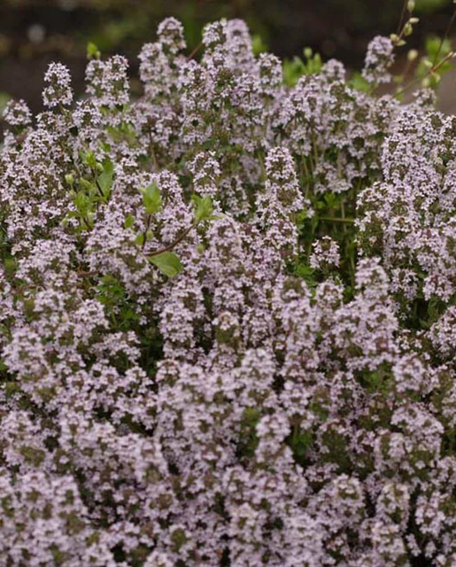 WCS Herbs - Winter Thyme