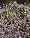 WCS Herbs - Winter Thyme