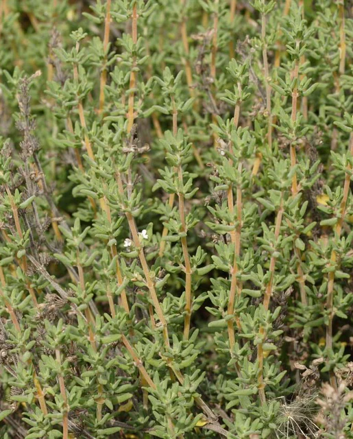 WCS Herbs - Winter Thyme