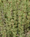 WCS Herbs - Winter Thyme