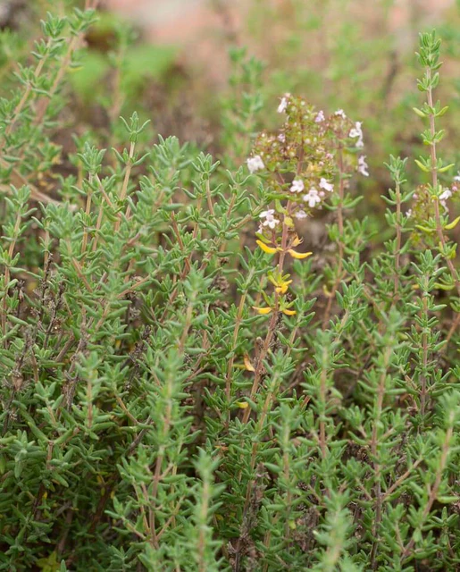 WCS Herbs - Winter Thyme