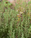 WCS Herbs - Winter Thyme