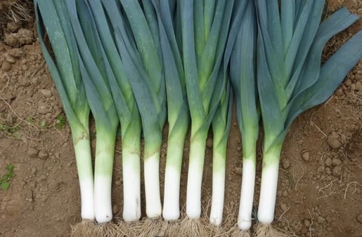 WCS Leeks - Biker