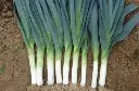 WCS Leeks - Biker