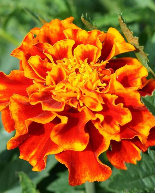 WCS Flowers - French Marigold Sparky Mix