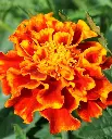 WCS Flowers - French Marigold Sparky Mix
