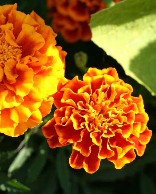 WCS Flowers - French Marigold Sparky Mix